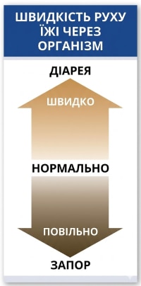 Швидкість, із якою їжа проходить крізь ШКТ