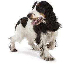 Здорове цуценя