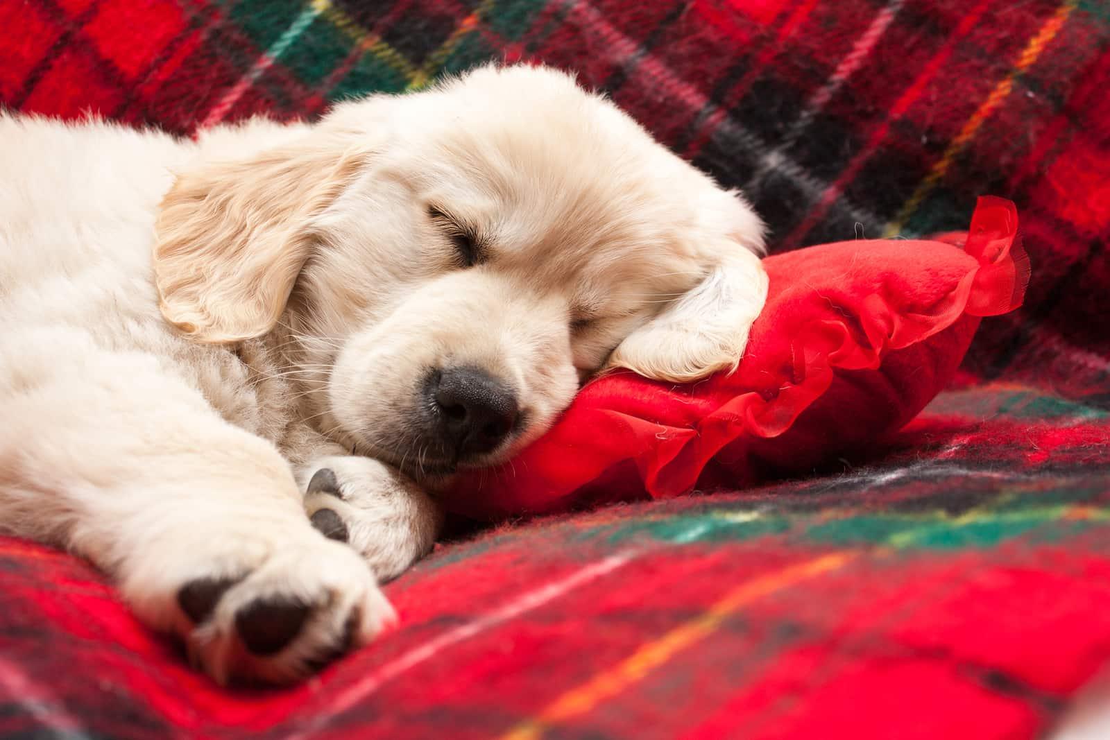 puppy-asleep-on-flannel-blanket-SW Цуценя золотистого ретривера спить на червоній фланелевій ковдрі