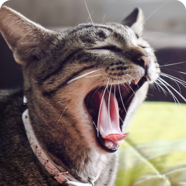 a cat yawning