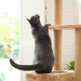 A cat climbing up on a cat scratching post