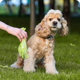 A dog pooping in the grass