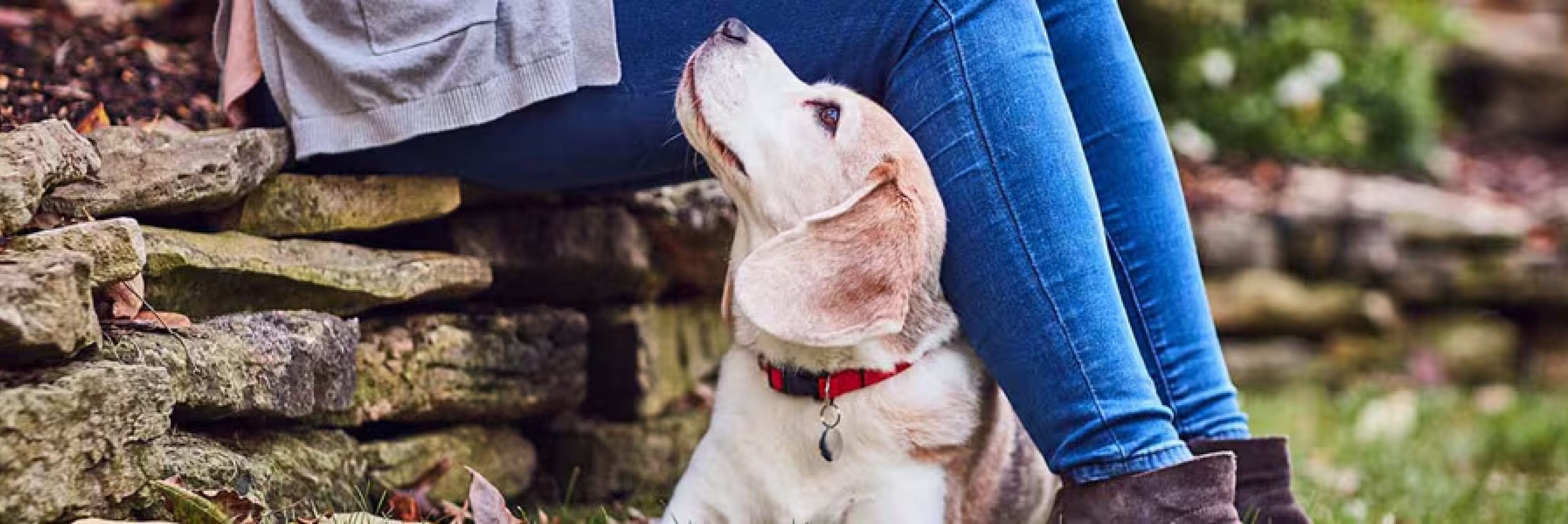 собака з любов'ю дивиться на власника