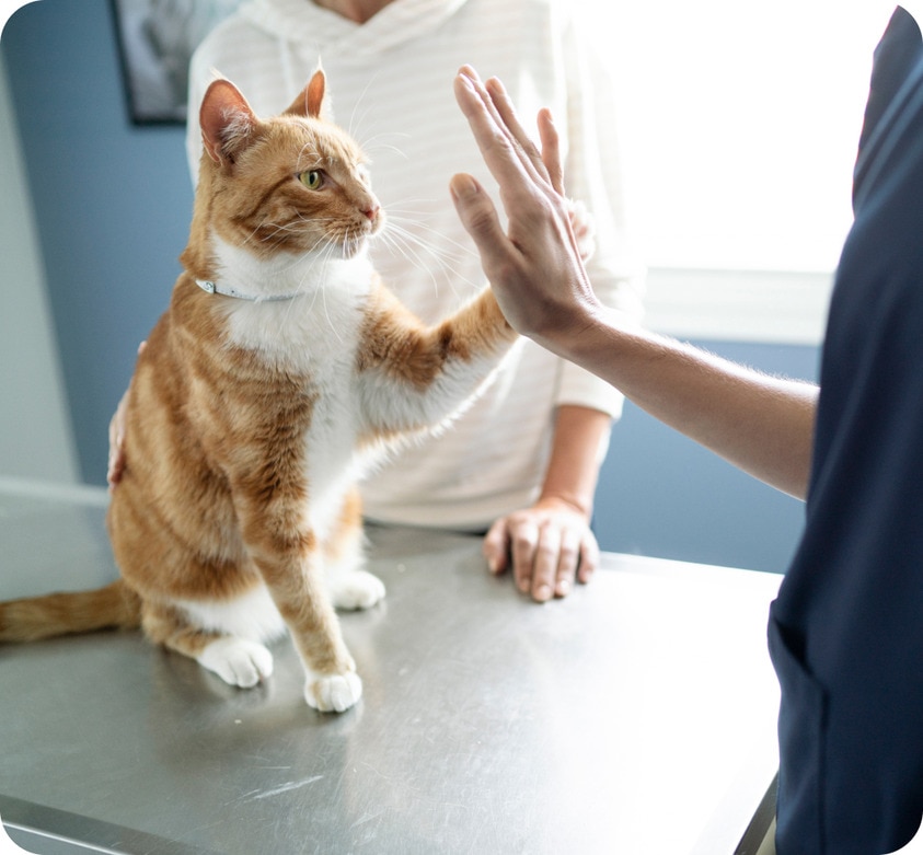 orange cat at the vet with paw up
