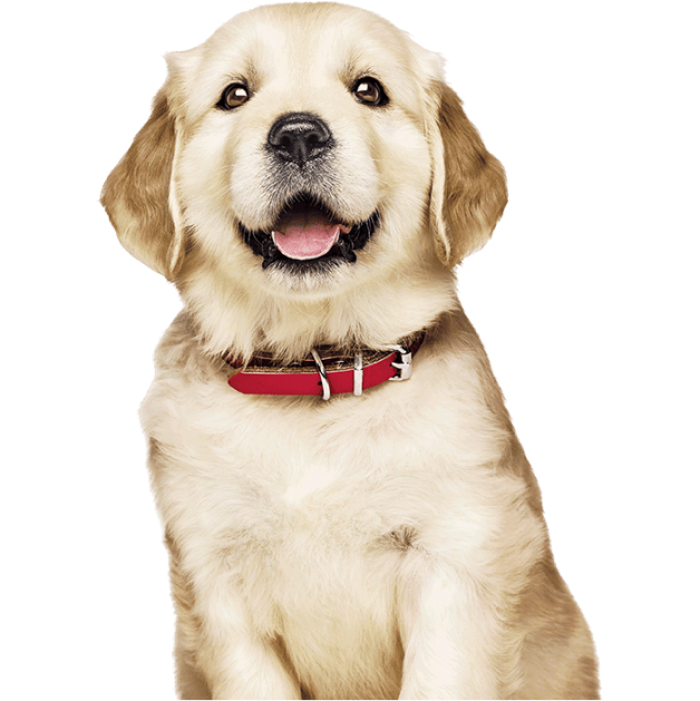 цуценя золотистого ретривера