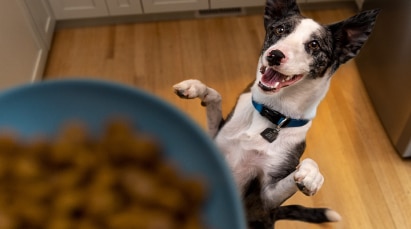 Dog and bowl of food
