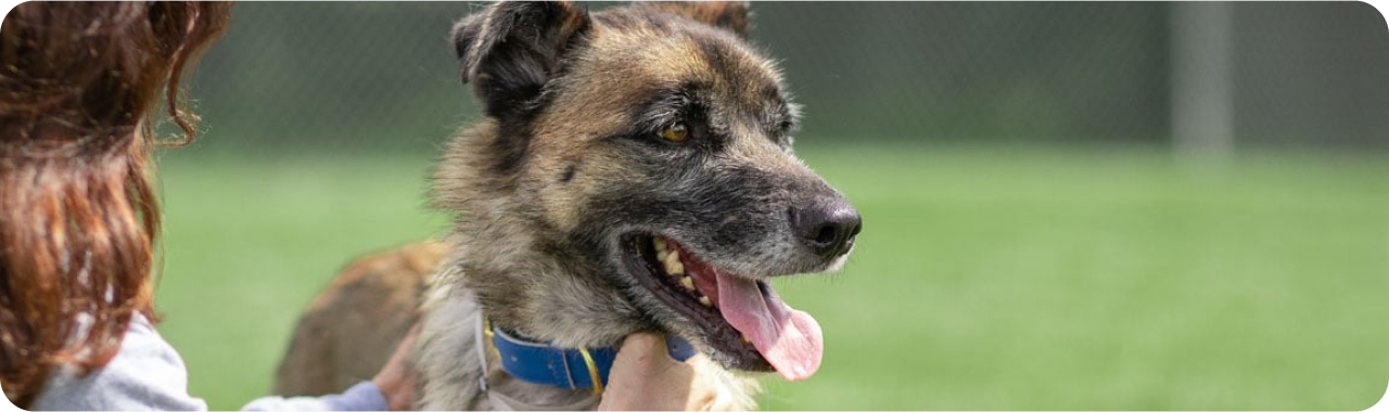 A women petting a dog