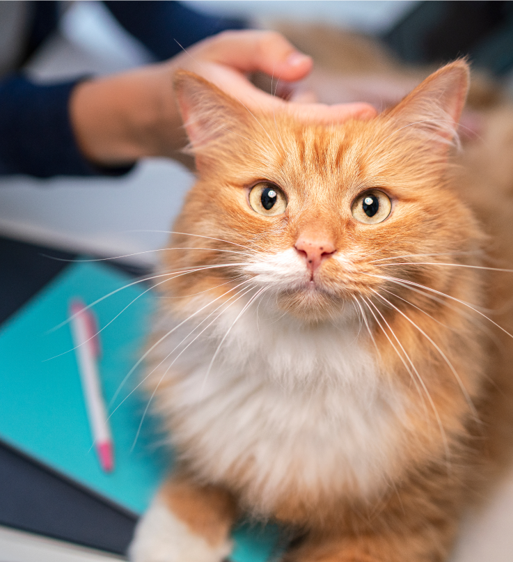 коричневий кіт дивиться вгору