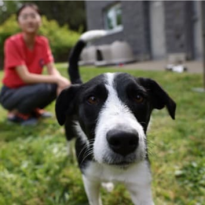 A dog outside next to a young girl