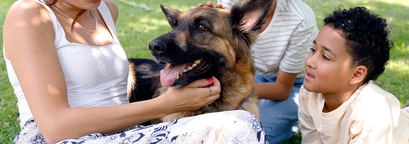 A German Shepherd receives attention from a family of pet parents at the park