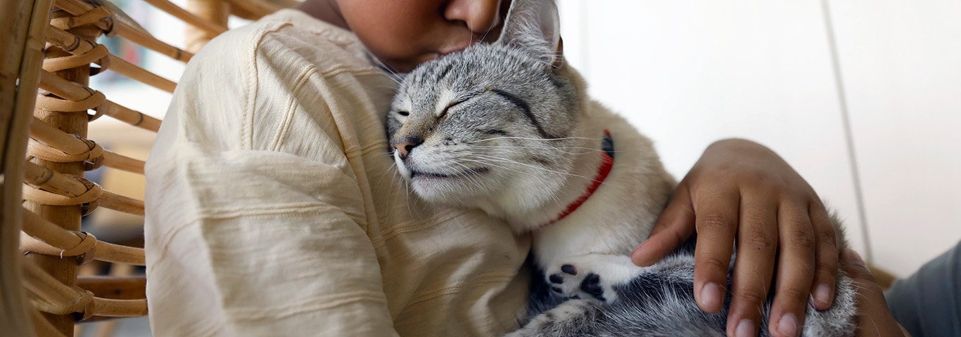 A grey cat with a white chest rests in its owner's arms with its eyes closed