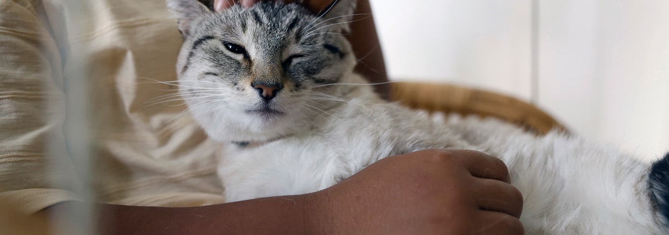 A grey cat lays on its owner's lap with eyes barely open while receiving a torso scratch