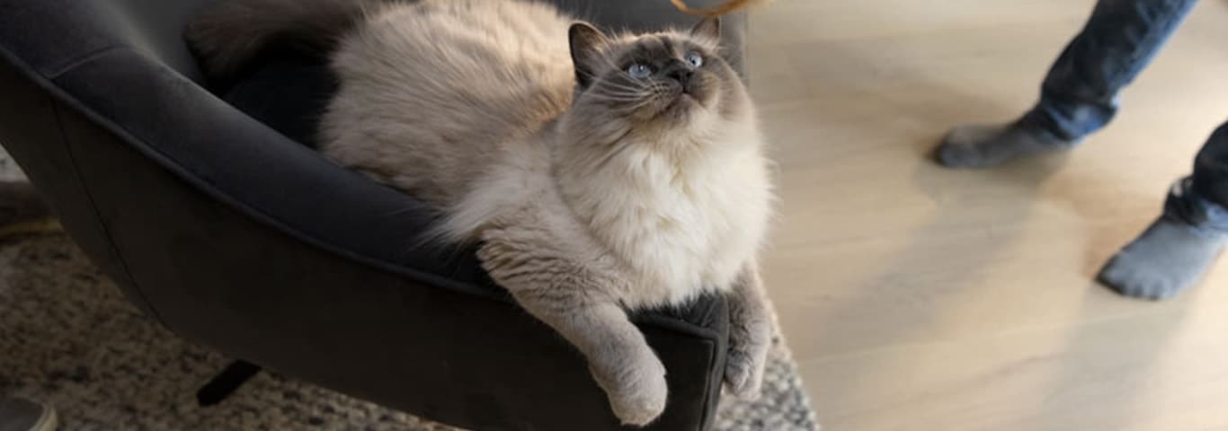 A fluffy grey cat sits on the edge of a soft chair, looking upward in anticipation at a toy dangled just out of reach