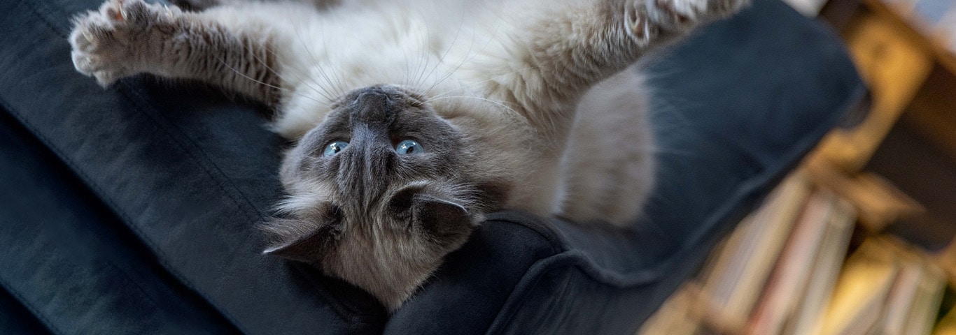 A grey cat lays on its back in a play pose, with both arms stretched outward reaching for something or someone just out of reach