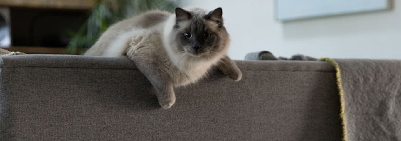 A grey cat with a dark face lays across the back of a sofa with front paws dangled over the back. The cat looks with eyes and ears directly at the camera