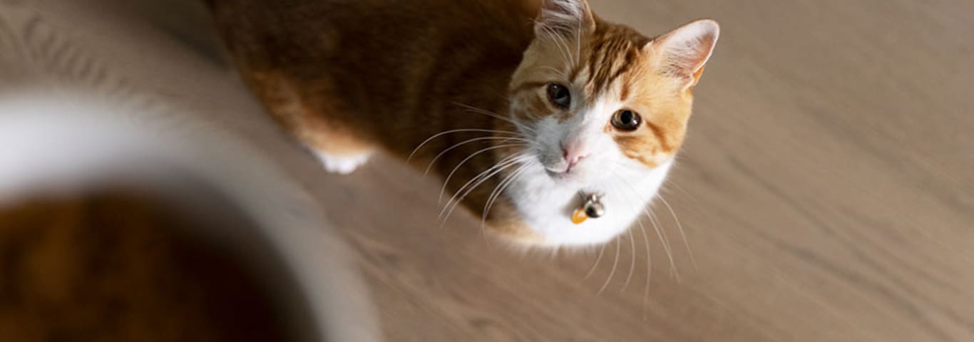 An orange cat stands looking up at a bowl of wet food that is held by its owner
