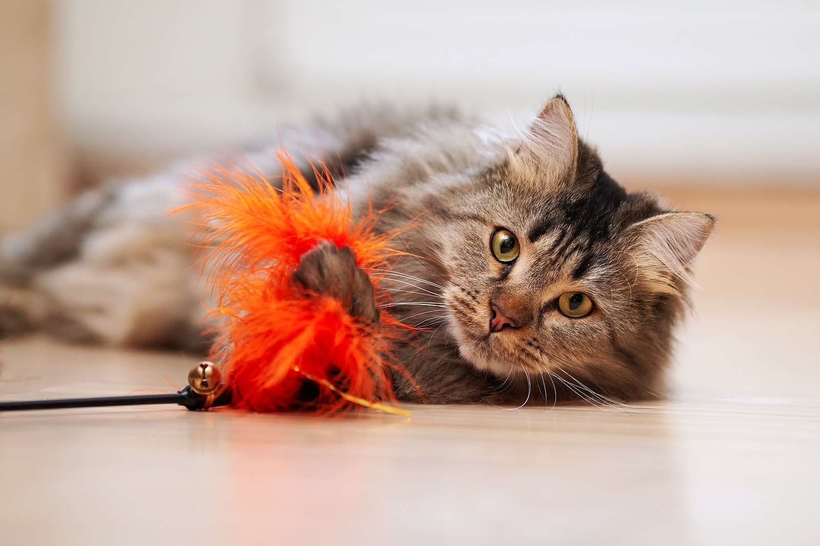 Мейн-кун грає з помаранчевою котячою іграшкою на підлозі.