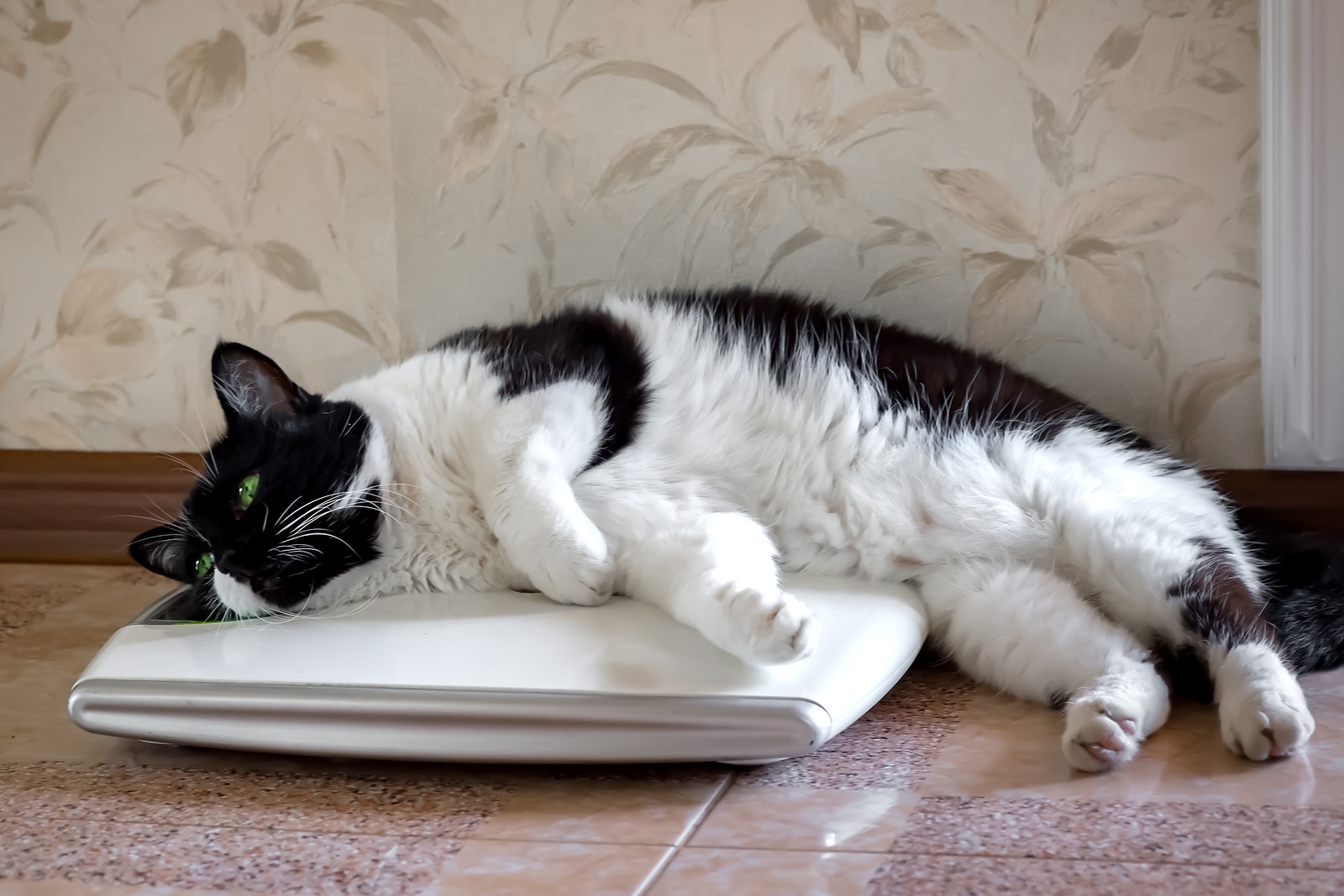 White cat with black spots lays on a weight scale