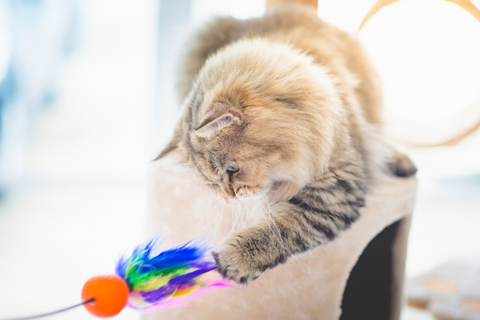 Persian cat playing toy on cat tower