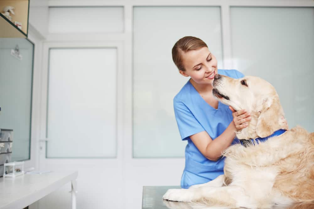 Young female veterinarian in blue uniform inspecting golden retriever in blue colla on table during check-up.
