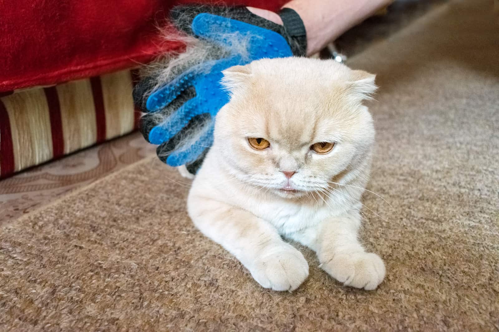 Rubber glove removing excess hair from cat.
