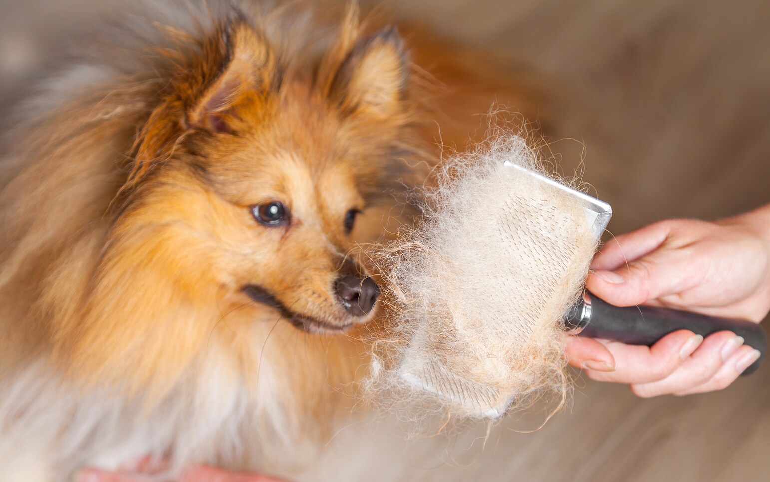 Orange and white long-haired dog being brushed.