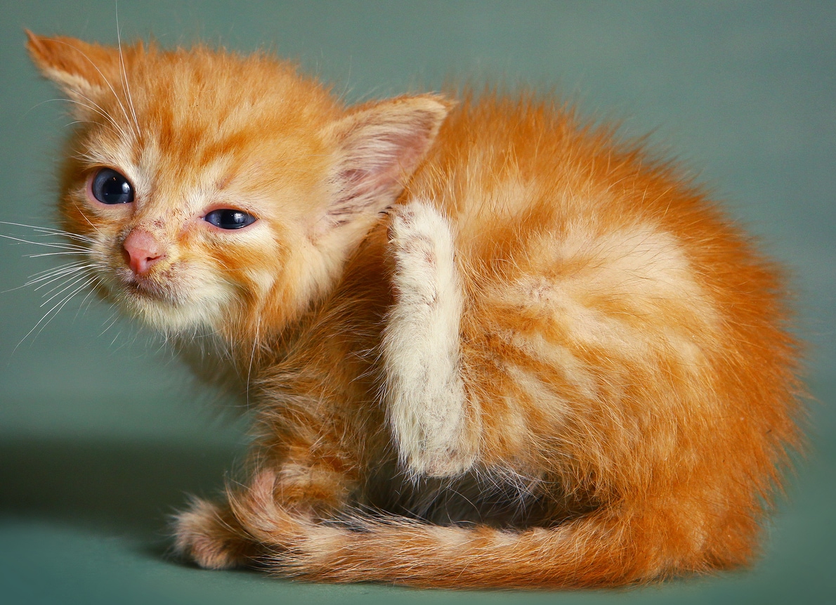 Orange kitten scratching ear with bag leg.