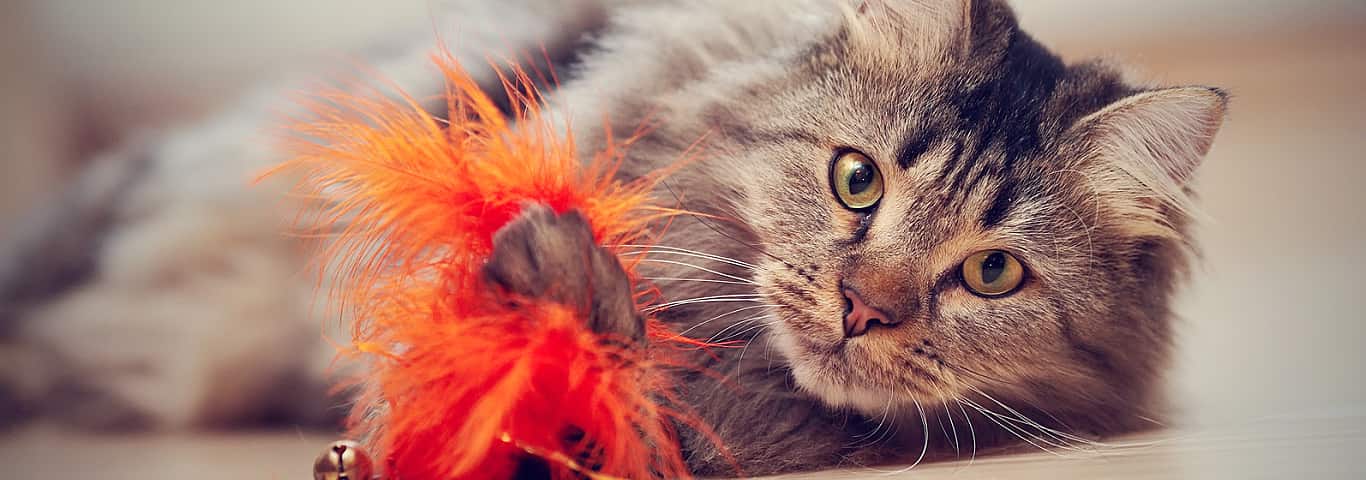 Fluffy cat playing with orange toy