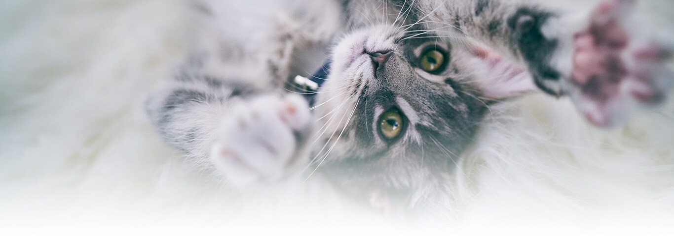 Cat playing with ownerw