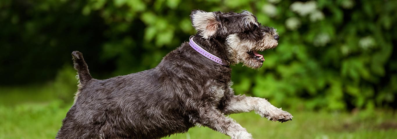 black schnauzer purple collar