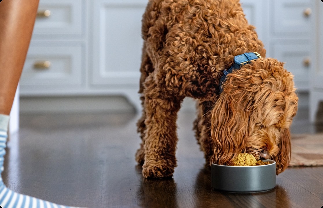 A dog enjoys a meal from a bowl.