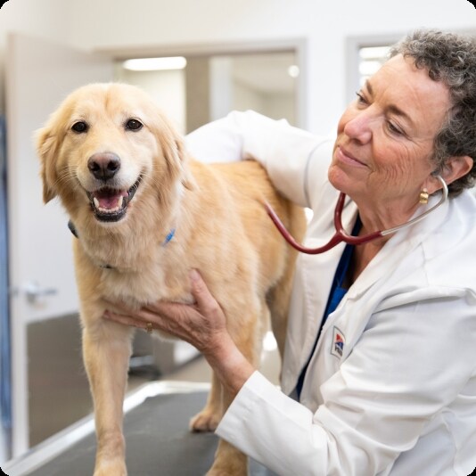 Veterinārārsts pārbauda laimīgu zeltainu retrīveru.