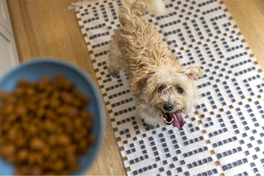 собака їсть науку дієтичний сухий корм для собак