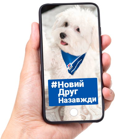 Phone with photo of a dog