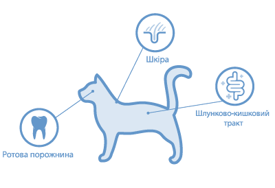 location of microbiomes on cat