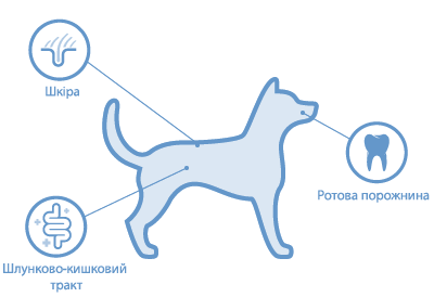 location of microbiomes on dog